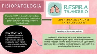 Durante el SIRA el daño alveolar mediado
por citosinas proinflamatorias y neutrófilos
genera disfunción de la regulación del
líquido alveolar
APERTURA DE UNIONES
INTERCELULARES
Ineficiencia de canales iónicos
Generando acúmulo de electrolitos a nivel alveolar e
intracelular, creando flujo de líquido hacia el espacio alveolar,
además colección anormal de líquido intracelular, y por lo tanto,
edema de los neumocitos, con la consecuente activación de la
apoptosis celular temprana.
NEUTROFILOS
El endotelio pulmonar
expresa P-selectina y
moléculas de adhesión
intracelular tipo 1 (ICAM-
1), que atraen al neutrófilo
al parénquima pulmonar
 