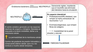 Endotoxina bacteriana NEUTROFILO
Activa Generando rigidez, impidiendo
que el neutrófilo sea eliminado
del intersticio hacia la circulación
NEUTROFILO
En espacio intersticial
• Proteasas(neutrófilo elastasa), que
rompen la matriz extracelular de
neumocitos 1 y 2
• Enzimas(colagenasa), que rompen
fibras de colágeno
Inestabilidad de la pared
alveolar y vascular
Libera
FIBROSIS PULMONAR
El estrés oxidativo generado por las especies
reactivas de oxígeno y nitrógeno, liberadas en
respuesta a la lesión endotelial, dañan a la
membrana celular.
La permeabilidad de la membrana celular
Cambio del gradiente de presión hidrostático y
consecuente edema celular, que a su vez
conduce a muerte celular temprana.
 