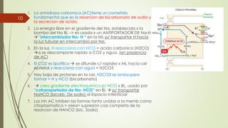 1. La anhidrasa carbonica (AC)tiene un cometido
fundamental que es la resorcion de bicarbonato de sodio y
la secrecion de acido.
2. La energia libre en el gradiente del Na, establecida x la
bomba del Na BL –> es usada x un ANTIPORTADOR DE Na-H.
’’intercambiador Na- H “ en la ML p/ transportar H hacia
la luz tubular en intercambio por Na.
3. En la luz, H reacciona con HCO = acido carbonico (H2CO)
q se descompone rapido a CO2 y agua. (en presencia
de AC)
4. El CO2 es lipofilico  se difunde c/ rapidez x ML hacia cel
epitelial y reacciona con agua = H2CO3
5. Hay baja de protones en la cel, H2CO3 se ioniza para
formar = H y HCO (bicarbonato)
6.  crea gradiente electroquimico p/ HCO x BL, usado por
“cotransportador de Na- HCO” en BL  p/ transportar
NaHCO (bicarb. De sodio) al Espacio intersticial
7. Los inh AC inhiben las formas tanto unidas a la memb como
citoplasmatica = osea= supresion casi completa de la
resorcion de NAhCO (bic. Sodio)
10
 