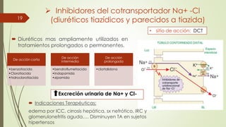  Inhibidores del cotransportador Na+ -Cl
(diuréticos tiazídicos y parecidos a tiazida)19
 Diuréticos mas ampliamente utilizados en
tratamientos prolongados o permanentes.
De acción corta
•benzotiacida
•Clorotiacida
•hidroclorotiacida
De acción
intermedia
•bendroflumetiacida
•Indapamida
•xipamida
De acción
prolongada
•clortalidona
• sitio de acción: DCT
Excreción urinaria de Na+ y Cl-
 Indicaciones Terapéuticas:
edema por ICC, cirrosis hepática, sx nefrótico, IRC y
glomerulonefritis aguda…. Disminuyen TA en sujetos
hipertensos
 