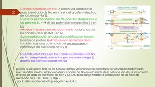 Canales epiteliales de Na -> tienen via conductiva
para la entrada de Na en la cel x el gradient electroq
de la bomba Na BL
La mayor permeabilidad de ML para Na despolariza la
ML pero no BL =  dif de potencial transepitelial (-) en
luz
Fuerza impulsora en secrecion de K hacia la luz por
los canales de K (ROMK) en ML
-La despolarizacion ayuda a la acidificacion tubular,
bomba de proton, H-ATPasa en la secrecion de H
Tambien hay una activacion del eje reninaAA y
contribuye en excrecion de K y H.
La AMILORIDA bloquea los canales epiteliales del Na
en ML compitiendo con el Na por areas de carga (-)
dentro del poro del canal del Na
23
puesto que la parte final de los tubulos distales y los conductos colectores tienen capacidad limitada
para resorber solutos, el bloqueo de los canales de Na en esta parte de la nefrona solo da  incremento
leve de las tasas de escrecion de Na+ y Cl- (2% de la carga filtrada) & Disminucion de las tasas de
excreción de K+, H+, Ca2+ y Mg2+
por la atenuación del voltaje negativo en la luz.
 