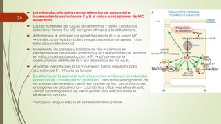  Los mineralocorticoides causan retencion de agua y sal e
incrementan la excrecion de K y H al unirce a receptorees de MC
especificos
 Las cel epiteliales del tubulo distal terminal y de los conductos
colectores tienen R d MC con gran afinidad a la aldosterona.
 Aldosterona  entra en cel epiteliales desde BL y se une a MC
translocacion hacia nucleo y regula expresion de genes “prot
inducidas x aldosterona)
 Incremento de canales y bombas de Na -> cambios en
permeabilidad de uniones estrechas y act aumentada de enzimas
en mitocondirias p/ produccion ATP.  p/ aumentar la
conductancia del Na de BL y act de bomba de Na en BL
  voltaje negativo en la luz = aumenta fuerza impulsora para
secrecion de K , H hacia luz tubular
 Sus efectos en la excreción urinaria son muy similares a los inducidos
por los inh de canales del Na epiteliales, pero estos (antagonistas de
receptores de mineraloc) están en función de las concentraciones
endógenas de aldosterona--- cuando hay cifras mas altas de esta
ultima, los antagonistas de MR muestran mas efectos sobre la
eliminación urinaria
*-escaso o ninigun efecto en la hemodinámica renal
26
 