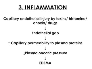 3. INFLAMMATION
Capillary endothelial injury by toxins/ histamine/
anoxia/ drugs
↓
Endothelial gap
↓
↑ Capillary permeability to plasma proteins
↓
↓Plasma oncotic pressure
↓
EDEMA
 