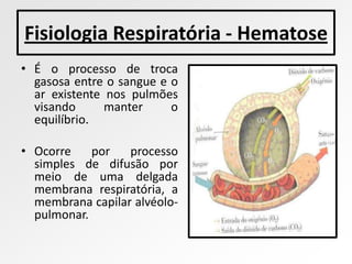 Fisiologia Respiratória - Hematose
• É o processo de troca
  gasosa entre o sangue e o
  ar existente nos pulmões
  visando      manter     o
  equilíbrio.

• Ocorre    por   processo
  simples de difusão por
  meio de uma delgada
  membrana respiratória, a
  membrana capilar alvéolo-
  pulmonar.
 