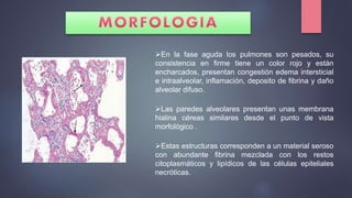 En la fase aguda los pulmones son pesados, su
consistencia en firme tiene un color rojo y están
encharcados, presentan congestión edema intersticial
e intraalveolar, inflamación, deposito de fibrina y daño
alveolar difuso.
Las paredes alveolares presentan unas membrana
hialina céreas similares desde el punto de vista
morfológico .
Estas estructuras corresponden a un material seroso
con abundante fibrina mezclada con los restos
citoplasmáticos y lipídicos de las células epiteliales
necróticas.
 