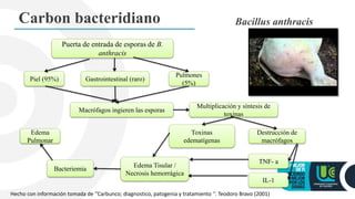 Carbon bacteridiano Bacillus anthracis
Puerta de entrada de esporas de B.
anthracis
Piel (95%)
Pulmones
(5%)
Multiplicación y síntesis de
toxinas
Macrófagos ingieren las esporas
Toxinas
edematígenas
Destrucción de
macrófagos
Gastrointestinal (raro)
Bacteriemia
Edema Tisular /
Necrosis hemorrágica
IL-1
TNF- a
Edema
Pulmonar
Hecho con información tomada de ‘’Carbunco; diagnostico, patogenia y tratamiento ‘‘. Teodoro Bravo (2001)
 