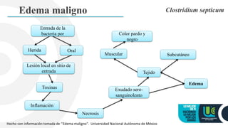 Edema maligno Clostridium septicum
Entrada de la
bacteria por
Herida
Lesión local en sitio de
entrada
Inflamación
Oral
Edema
Toxinas
Tejido
SubcutáneoMuscular
Exudado sero-
sanguinolento
Color pardo y
negro
Hecho con información tomada de ‘’Edema maligno". Universidad Nacional Autónoma de México
Necrosis
 