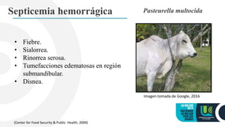 Septicemia hemorrágica Pasteurella multocida
• Fiebre.
• Sialorrea.
• Rinorrea serosa.
• Tumefacciones edematosas en región
submandibular.
• Disnea.
Imagen tomada de Google, 2016
(Center for Food Security & Public Health, 2009)
 