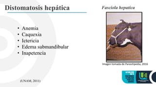 Distomatosis hepática Fasciola hepatica
Imagen tomada de Parasitipedia, 2016
• Anemia
• Caquexia
• Ictericia
• Edema submandibular
• Inapetencia
(UNAM, 2011)
 