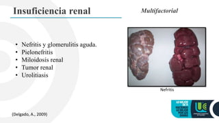 Insuficiencia renal Multifactorial
• Nefritis y glomerulitis aguda.
• Pielonefritis
• Miloidosis renal
• Tumor renal
• Urolitiasis
Nefritis
(Delgado, A., 2009)
 