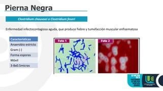Pierna Negra
Clostridium chauvoei o Clostridium feseri
Enfermedad infectocontagiosa aguda, que produce fiebre y tumefacción muscular enfisematosa
Características
Anaerobio estricto
Gram (-)
Forma esporas
Móvil
3-8x0.5micras
 