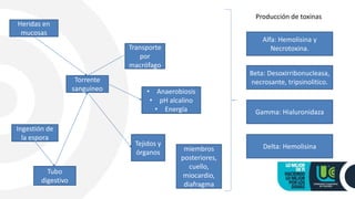 Ingestión de
la espora
Tubo
digestivo
Torrente
sanguíneo
Transporte
por
macrófago
Tejidos y
órganos
Heridas en
mucosas
• Anaerobiosis
• pH alcalino
• Energía
Producción de toxinas
Alfa: Hemolisina y
Necrotoxina.
Beta: Desoxirribonucleasa,
necrosante, tripsinolitico.
Gamma: Hialuronidaza
Delta: Hemolisinamiembros
posteriores,
cuello,
miocardio,
diafragma
 