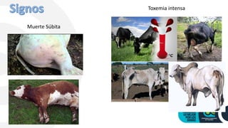 Muerte Súbita
Toxemia intensa
 