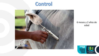 6 meses y 2 años de
edad
 