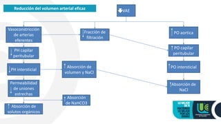 Reducción del volumen arterial eficaz VAE
Vasoconstricción
de arterias
eferentes
Fracción de
filtración
PO aortica
PH capilar
peritubular
PH intersticial
Permeabilidad
de uniones
estrechas
Absorción de
solutos orgánicos
Absorción de
volumen y NaCl
Absorción
de NaHCO3
PO capilar
peritubular
PO intersticial
Absorción de
NaCl
 