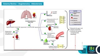 Sistema Renina – Angiotensina - Aldosterona
 