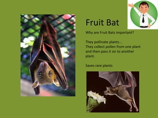 Fruit Bat
Why are Fruit Bats important?
They pollinate plants...
They collect pollen from one plant
and then pass it on to another
plant.
Saves rare plants
 