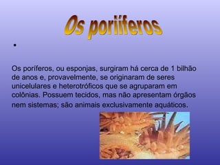 Os poríferos, ou esponjas, surgiram há cerca de 1 bilhão de anos e, provavelmente, se originaram de seres unicelulares e heterotróficos que se agruparam em colônias. Possuem tecidos, mas não apresentam órgãos nem sistemas; são animais exclusivamente aquáticos .   Os poriíferos 