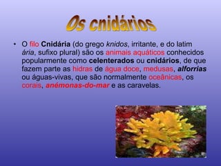 O  filo   Cnidária  (do grego  knidos , irritante, e do latim  ária , sufixo plural) são os  animais aquáticos  conhecidos popularmente como  celenterados  ou  cnidários , de que fazem parte as  hidras  de  água doce ,  medusas ,  alforrias  ou águas-vivas, que são normalmente  oceânicas , os  corais ,  anémonas-do-mar  e as caravelas. Os cnidários 