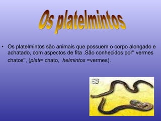 Os platelmintos são animais que possuem o corpo alongado e achatado, com aspectos de fita .São conhecidos por'' vermes chatos'', ( plati = chato,   helmintos  =vermes).   Os platelmintos 