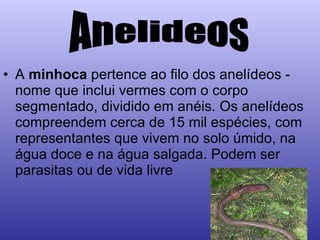 A  minhoca  pertence ao filo dos anelídeos - nome que inclui vermes com o corpo segmentado, dividido em anéis. Os anelídeos compreendem cerca de 15 mil espécies, com representantes que vivem no solo úmido, na água doce e na água salgada. Podem ser parasitas ou de vida livre  Anelideos 