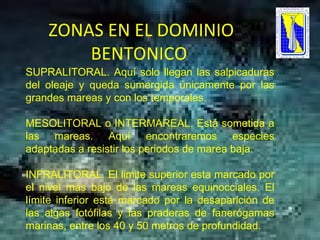 SUPRALITORAL. Aquí solo llegan las salpicaduras del oleaje y queda sumergida únicamente por las grandes mareas y con los temporales. MESOLITORAL o INTERMAREAL. Está sometida a las mareas. Aquí encontraremos especies adaptadas a resistir los periodos de marea baja. INFRALITORAL. El limite superior esta marcado por el nivel más bajo de las mareas equinocciales. El límite inferior está marcado por la desaparición de las algas fotófilas y las praderas de fanerógamas marinas, entre los 40 y 50 metros de profundidad.  ZONAS EN EL DOMINIO BENTONICO  