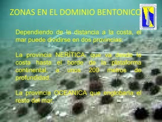 Dependiendo de la distancia a la costa, el mar puede dividirse en dos provincias:  La provincia NERÍTICA, que va desde la costa hasta el borde de la plataforma continental, a unos 200 metros de profundidad.  La provincia OCEANICA que englobaría el resto del mar.  ZONAS EN EL DOMINIO BENTONICO  