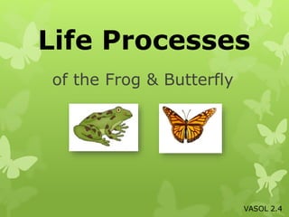 of the Frog & Butterfly
Life Processes
VASOL 2.4
 