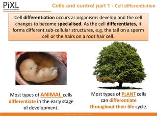 Cells and control part 1 - Cell differentiation
Most types of ANIMAL cells
differentiate in the early stage
of development.
Cell differentiation occurs as organisms develop and the cell
changes to become specialised. As the cell differentiates, it
forms different sub-cellular structures, e.g. the tail on a sperm
cell or the hairs on a root hair cell.
Most types of PLANT cells
can differentiate
throughout their life cycle.
 