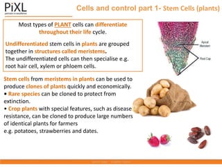 Cells and control part 1- Stem Cells (plants)
Most types of PLANT cells can differentiate
throughout their life cycle.
Undifferentiated stem cells in plants are grouped
together in structures called meristems.
The undifferentiated cells can then specialise e.g.
root hair cell, xylem or phloem cells.
Stem cells from meristems in plants can be used to
produce clones of plants quickly and economically.
• Rare species can be cloned to protect from
extinction.
• Crop plants with special features, such as disease
resistance, can be cloned to produce large numbers
of identical plants for farmers
e.g. potatoes, strawberries and dates.
 