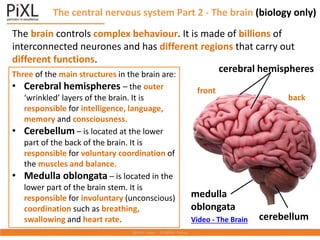 The central nervous system Part 2 - The brain (biology only)
The brain controls complex behaviour. It is made of billions of
interconnected neurones and has different regions that carry out
different functions.
cerebral hemispheres
cerebellum
Three of the main structures in the brain are:
• Cerebral hemispheres – the outer
‘wrinkled’ layers of the brain. It is
responsible for intelligence, language,
memory and consciousness.
• Cerebellum – is located at the lower
part of the back of the brain. It is
responsible for voluntary coordination of
the muscles and balance.
• Medulla oblongata – is located in the
lower part of the brain stem. It is
responsible for involuntary (unconscious)
coordination such as breathing,
swallowing and heart rate.
medulla
oblongata
front
back
Video - The Brain
 