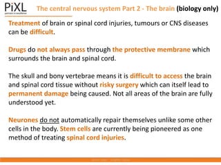 The central nervous system Part 2 - The brain (biology only)
Treatment of brain or spinal cord injuries, tumours or CNS diseases
can be difficult.
Drugs do not always pass through the protective membrane which
surrounds the brain and spinal cord.
The skull and bony vertebrae means it is difficult to access the brain
and spinal cord tissue without risky surgery which can itself lead to
permanent damage being caused. Not all areas of the brain are fully
understood yet.
Neurones do not automatically repair themselves unlike some other
cells in the body. Stem cells are currently being pioneered as one
method of treating spinal cord injuries.
 