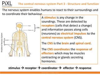 The central nervous system Part 3 - Structure and function
The nervous system enables humans to react to their surroundings and
to coordinate their behaviour.
A stimulus is any change in the
soundings. These are detected by
receptors (cells that detect a change)
and information passes along cells
(neurones) as electrical impulses to the
central nervous system (CNS).
The CNS is the brain and spinal cord.
The CNS coordinates the response of
effectors which may be muscles
contracting or glands secreting
hormones.
stimulus  receptor  coordinator  effector  response
CNS
Peripheral
Nervous
System
 