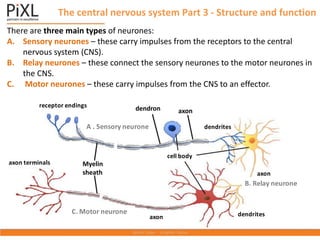 The central nervous system Part 3 - Structure and function
There are three main types of neurones:
A. Sensory neurones – these carry impulses from the receptors to the central
nervous system (CNS).
B. Relay neurones – these connect the sensory neurones to the motor neurones in
the CNS.
C. Motor neurones – these carry impulses from the CNS to an effector.
B. Relay neurone
A . Sensory neurone
C. Motor neurone
receptor endings
dendrites
cell body
axon
axon terminals
axon
dendrites
axon
dendron
Myelin
sheath
axon
 