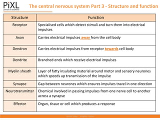 The central nervous system Part 3 - Structure and function
Structure Function
Receptor Specialised cells which detect stimuli and turn them into electrical
impulses
Axon Carries electrical impulses away from the cell body
Dendron Carries electrical impulses from receptor towards cell body
Dendrite Branched ends which receive electrical impulses
Myelin sheath Layer of fatty insulating material around motor and sensory neurones
which speeds up transmission of the impulse
Synapse Gap between neurones which ensures impulses travel in one direction
Neurotransmitter Chemical involved in passing impulses from one nerve cell to another
across a synapse
Effector Organ, tissue or cell which produces a response
 