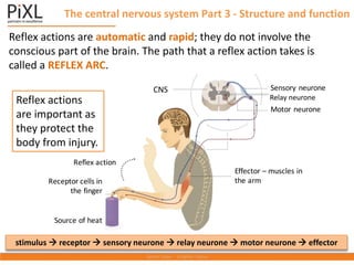 The central nervous system Part 3 - Structure and function
Reflex action
Source of heat
Receptor cells in
the finger
Effector – muscles in
the arm
Motor neurone
Sensory neurone
Spinal cord
Reflex actions
are important as
they protect the
body from injury.
Reflex actions are automatic and rapid; they do not involve the
conscious part of the brain. The path that a reflex action takes is
called a REFLEX ARC.
stimulus  receptor  sensory neurone  relay neurone  motor neurone  effector
CNS
Relay neurone
 