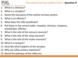 1. What is a stimulus?
2. What is a receptor?
3. Name the two parts of the central nervous system.
4. What is an effector?
5. What does the CNS coordinate?
6. Put these in the correct order: receptor, stimulus, response,
coordinator, effector.
7. What is the role of the sensory neurone?
8. What is the role of the relay neurone?
9. What is the role of the motor neurone?
10. What is a synapse?
11. Describe what happens at the synapse.
12. Why are reflex actions important?
13. Recall the pathway of the reflex arc.
The central nervous system Part 3 - Question IT
 