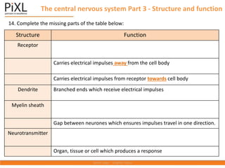 The central nervous system Part 3 - Structure and function
Structure Function
Receptor
Carries electrical impulses away from the cell body
Carries electrical impulses from receptor towards cell body
Dendrite Branched ends which receive electrical impulses
Myelin sheath
Gap between neurones which ensures impulses travel in one direction.
Neurotransmitter
Organ, tissue or cell which produces a response
14. Complete the missing parts of the table below:
 
