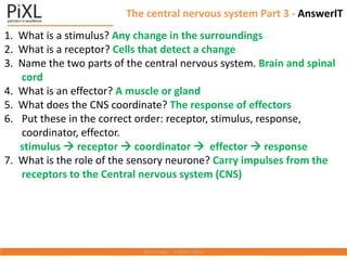 The central nervous system Part 3 - AnswerIT
1. What is a stimulus? Any change in the surroundings
2. What is a receptor? Cells that detect a change
3. Name the two parts of the central nervous system. Brain and spinal
cord
4. What is an effector? A muscle or gland
5. What does the CNS coordinate? The response of effectors
6. Put these in the correct order: receptor, stimulus, response,
coordinator, effector.
stimulus  receptor  coordinator  effector  response
7. What is the role of the sensory neurone? Carry impulses from the
receptors to the Central nervous system (CNS)
 