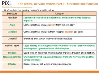 The central nervous system Part 3 - Structure and function
Structure Function
Receptor Specialised cells which detect stimuli and turn them into electrical
impulses
Axon Carries electrical impulses away from the cell body
Dendron Carries electrical impulses from receptor towards cell body
Dendrite Branched ends which receive electrical impulses
Myelin sheath Layer of fatty insulating material around motor and sensory neurones
which speeds up transmission of the impulse
Synapse Gap between neurones which ensures impulses travel in one direction.
Neurotransmitter Chemical involved in passing impulses from one nerve cell to another
across a synapse
Effector Organ, tissue or cell which produces a response
14. Complete the missing parts of the table below:
 