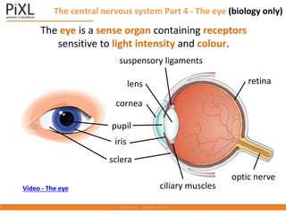 The eye is a sense organ containing receptors
sensitive to light intensity and colour.
sclera
cornea
iris
ciliary muscles
suspensory ligaments
retina
optic nerve
pupil
lens
Video - The eye
The central nervous system Part 4 - The eye (biology only)
 