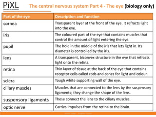 The central nervous system Part 4 - The eye (biology only)
Part of the eye Description and function
cornea Transparent layer at the front of the eye. It refracts light
into the eye.
iris The coloured part of the eye that contains muscles that
control the amount of light entering the eye.
pupil The hole in the middle of the iris that lets light in. Its
diameter is controlled by the iris.
lens A transparent, biconvex structure in the eye that refracts
light onto the retina.
retina Thin layer of tissue at the back of the eye that contains
receptor cells called rods and cones for light and colour.
sclera Tough white supporting wall of the eye.
ciliary muscles Muscles that are connected to the lens by the suspensory
ligaments; they change the shape of the lens.
suspensory ligaments These connect the lens to the ciliary muscles.
optic nerve Carries impulses from the retina to the brain.
 