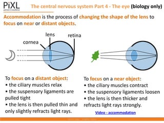The central nervous system Part 4 - The eye (biology only)
Accommodation is the process of changing the shape of the lens to
focus on near or distant objects.
cornea
retina
lens
To focus on a near object:
• the ciliary muscles contract
• the suspensory ligaments loosen
• the lens is then thicker and
refracts light rays strongly.
To focus on a distant object:
• the ciliary muscles relax
• the suspensory ligaments are
pulled tight
• the lens is then pulled thin and
only slightly refracts light rays. Video - accommodation
 