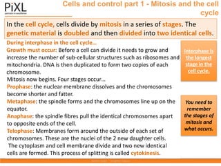 Cells and control part 1 - Mitosis and the cell
cycle
During interphase in the cell cycle…
Growth must occur: Before a cell can divide it needs to grow and
increase the number of sub-cellular structures such as ribosomes and
mitochondria. DNA is then duplicated to form two copies of each
chromosome.
Mitosis now begins. Four stages occur…
Prophase: the nuclear membrane dissolves and the chromosomes
become shorter and fatter.
Metaphase: the spindle forms and the chromosomes line up on the
equator.
Anaphase: the spindle fibres pull the identical chromosomes apart
to opposite ends of the cell.
Telophase: Membranes form around the outside of each set of
chromosomes. These are the nuclei of the 2 new daughter cells.
The cytoplasm and cell membrane divide and two new identical
cells are formed. This process of splitting is called cytokinesis.
In the cell cycle, cells divide by mitosis in a series of stages. The
genetic material is doubled and then divided into two identical cells.
Interphase is
the longest
stage in the
cell cycle.
You need to
remember
the stages of
mitosis and
what occurs.
 