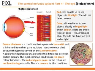 Colour blindness is a condition that a person is born with and
is inherited from their parents. More men are colour blind
because the gene is carried on the X chromosome.
A colour blind person is unable to tell the difference between
certain colours. The most common condition is red green
colour blindness. The red and green cones in the retina are
not functioning normally. There is no cure for this condition.
Rod cells enable us to see
objects in dim light. They do not
detect colour.
Cone cells enable us to see
objects clearly in bright light
and in colour. There are three
types of cone – red, green and
blue. They do not function well
in dim light.
The central nervous system Part 4 - The eye (biology only)
 