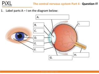 1. Label parts A – I on the diagram below:
The central nervous system Part 4 - Question IT
F.
G.
A.
I.
H.
D.
B.
E.
C.
 