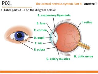The central nervous system Part 4 - AnswerIT
1. Label parts A – I on the diagram below:
G. ciliary muscles
A. suspensoryligaments
I. retina
H. optic nerve
B. lens
C. cornea
D. pupil
E. iris
F. sclera
 