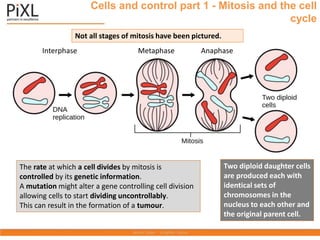 Cells and control part 1 - Mitosis and the cell
cycle
Metaphase Anaphase
Two diploid daughter cells
are produced each with
identical sets of
chromosomes in the
nucleus to each other and
the original parent cell.
Interphase
Not all stages of mitosis have been pictured.
The rate at which a cell divides by mitosis is
controlled by its genetic information.
A mutation might alter a gene controlling cell division
allowing cells to start dividing uncontrollably.
This can result in the formation of a tumour.
 