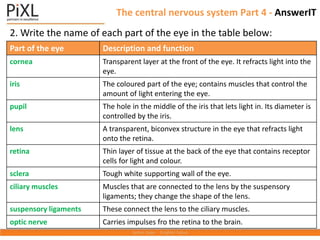 The central nervous system Part 4 - AnswerIT
2. Write the name of each part of the eye in the table below:
Part of the eye Description and function
cornea Transparent layer at the front of the eye. It refracts light into the
eye.
iris The coloured part of the eye; contains muscles that control the
amount of light entering the eye.
pupil The hole in the middle of the iris that lets light in. Its diameter is
controlled by the iris.
lens A transparent, biconvex structure in the eye that refracts light
onto the retina.
retina Thin layer of tissue at the back of the eye that contains receptor
cells for light and colour.
sclera Tough white supporting wall of the eye.
ciliary muscles Muscles that are connected to the lens by the suspensory
ligaments; they change the shape of the lens.
suspensory ligaments These connect the lens to the ciliary muscles.
optic nerve Carries impulses fro the retina to the brain.
 