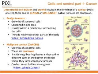 Uncontrolled cell division and growth results in the formation of a tumour (mass
of cells), these can be BENIGN or MALIGNANT, not all tumours are cancerous.
• Benign tumours:
• Growths of abnormal cells
• Contained in one area
• Usually within a membrane surrounding
the cells
• They do not invade other parts of the body
Video - Benign Brain Tumour
• Malignant tumour (CANCER):
• Growths of abnormal cells
• These are cancerous
• Invade neighbouring tissues and spread to
different parts of the body in the blood
where they form secondary tumours
• Can be caused by lifestyle or genes
Video - What is Cancer?
Cells and control part 1- Cancer
 
